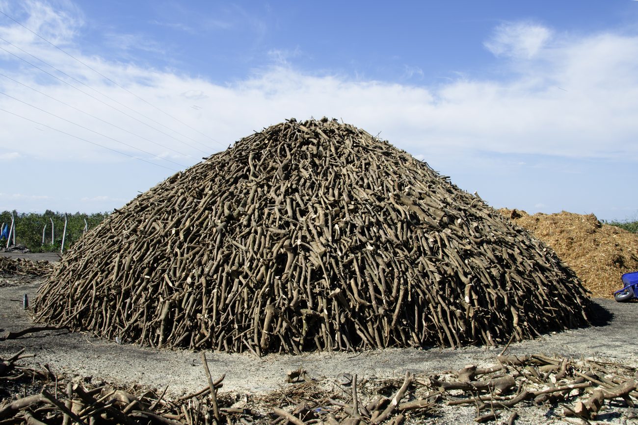 Raw hardwood stacked at the charcoal yard